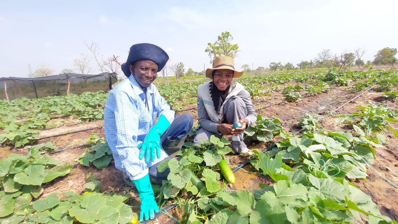 Cabbage Farm
